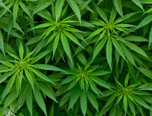 Myths About Marijuana and Addiction: Separating Fact from Fiction in New Jersey