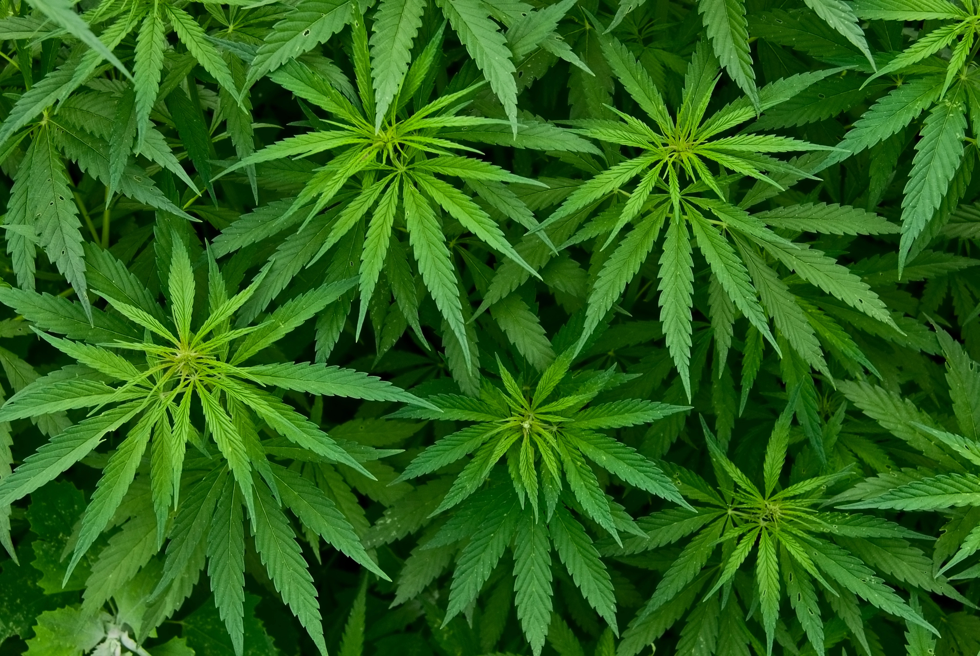 marijuana myths